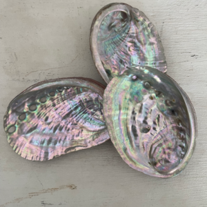 Abalone Shell small 9cm